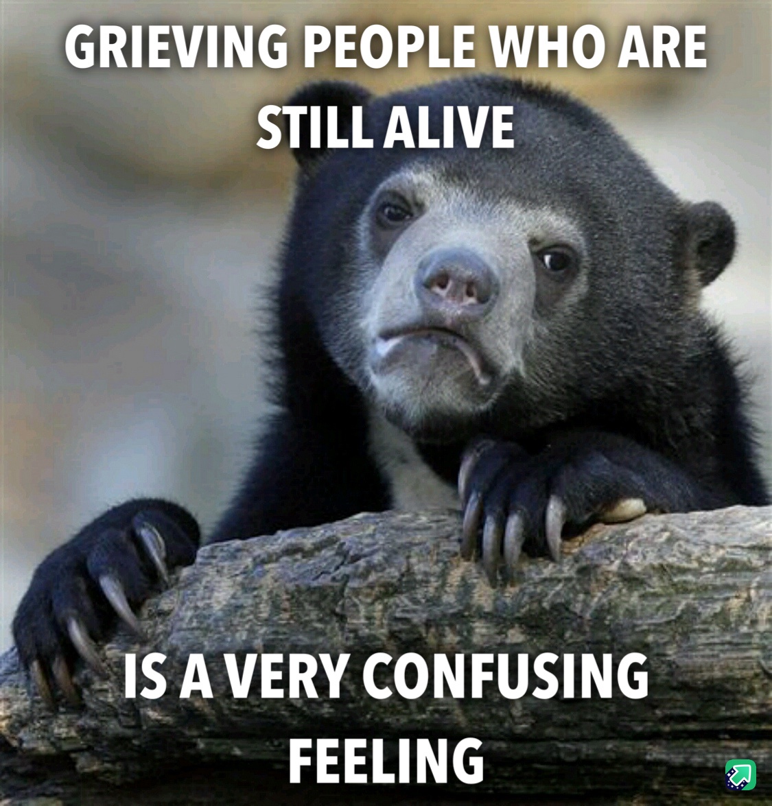 The Confession Bear: Secrets We All Share
