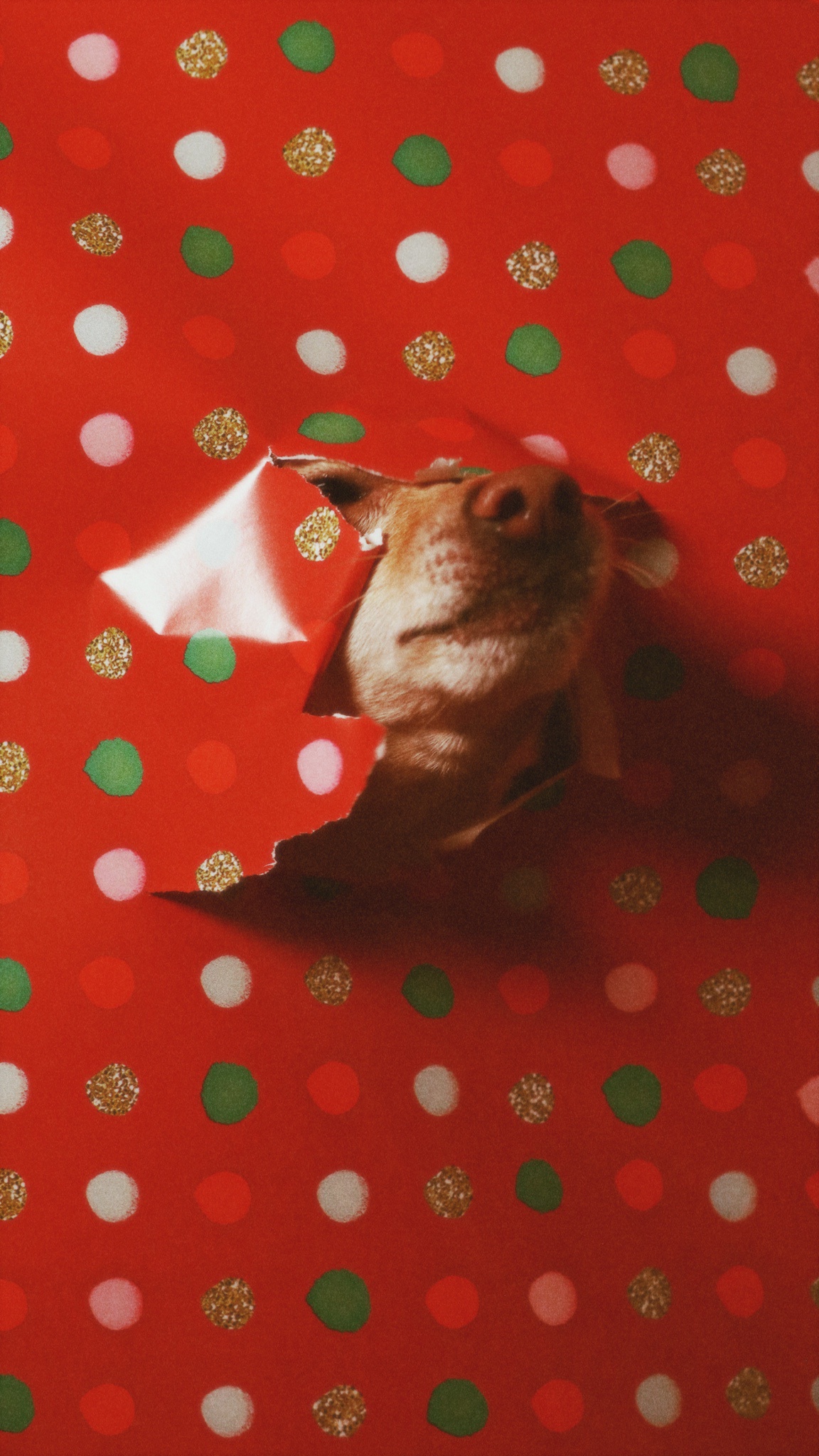 Taco's Heartfelt Holiday Greeting Just for You
