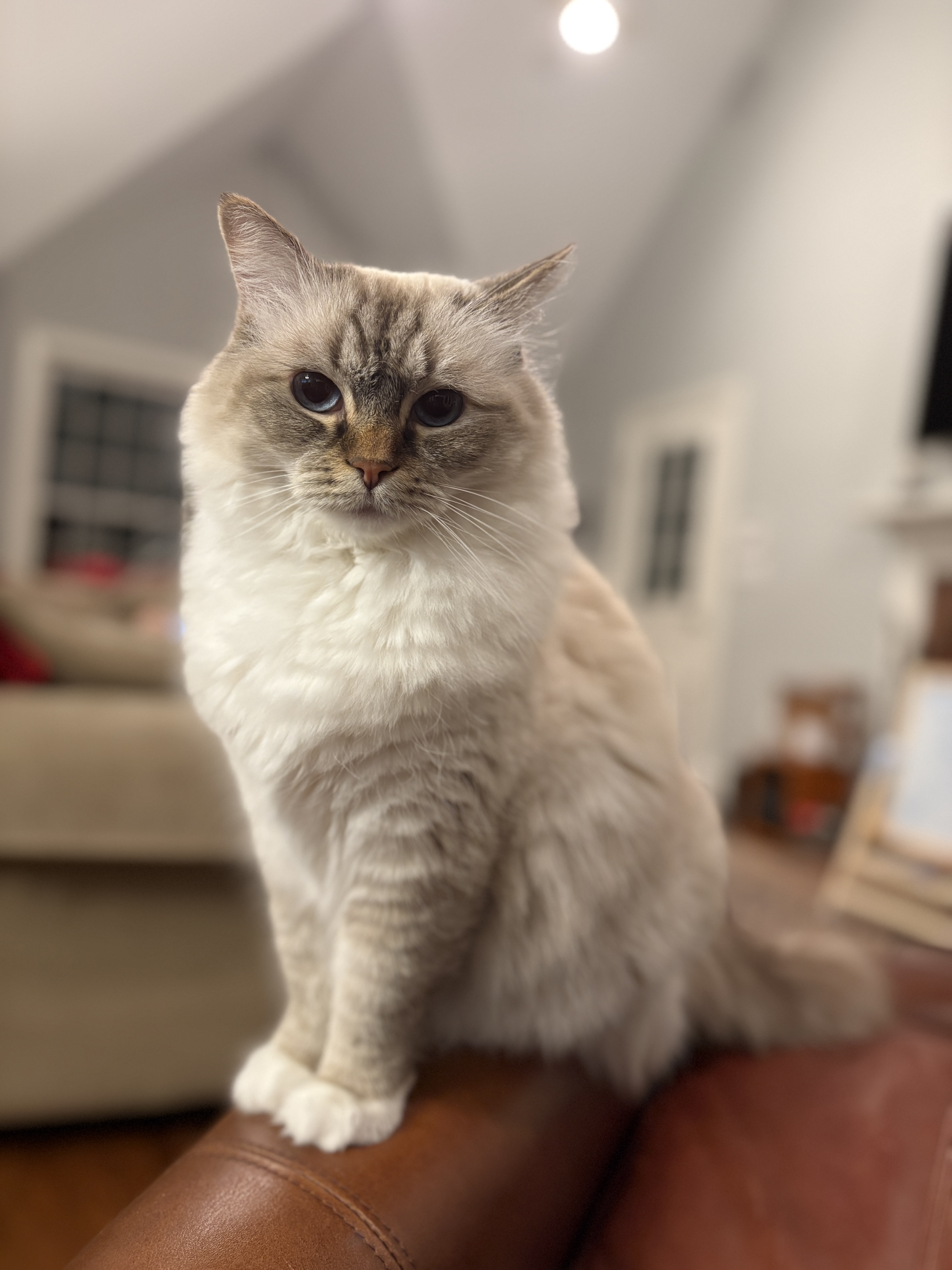 Excited Big Sister Ragdoll Cat Ready to Welcome a New Kitten!