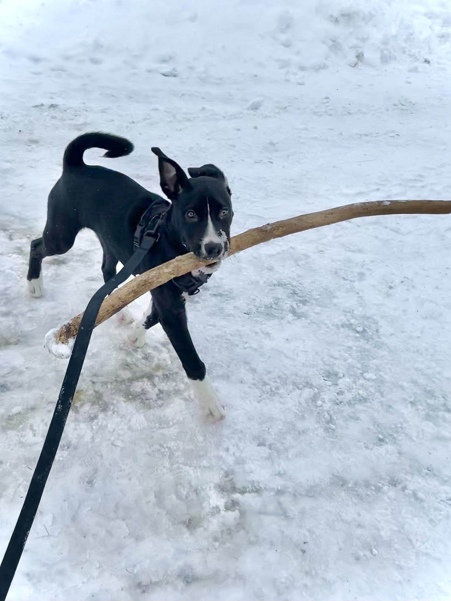 I told him he could choose any stick he wanted during our walk, and he went for the biggest one!