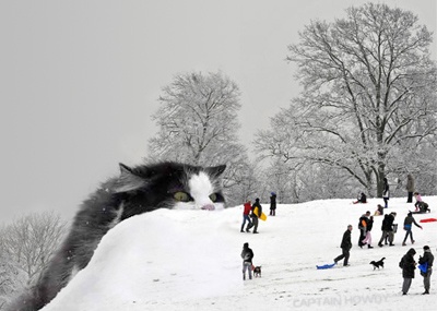 Pspspsps! Come here, kitty!