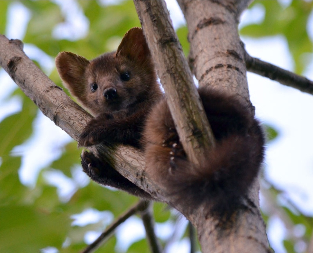 The Enigmatic Sable: Nature's Beauty