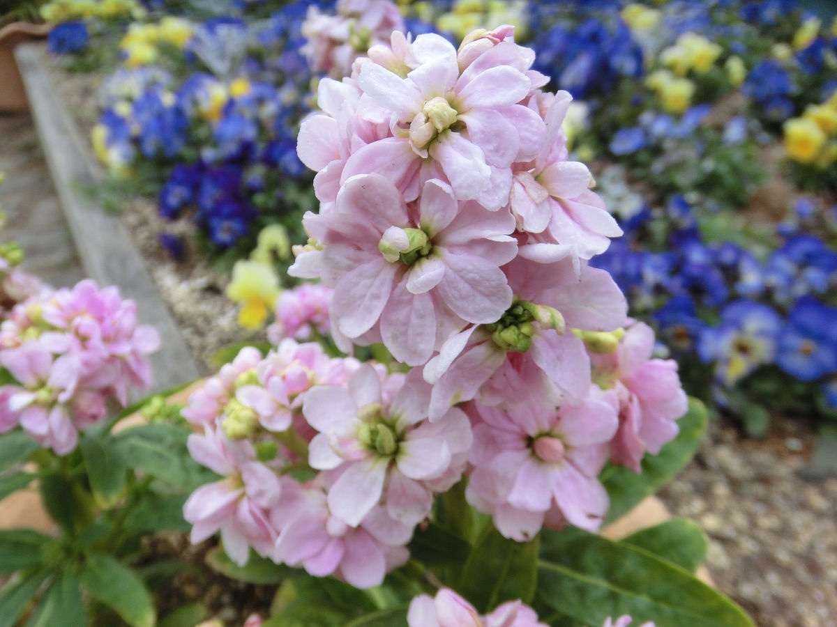 Throwback to March 2015 at Funabashi Andersen Park in Chiba Prefecture.