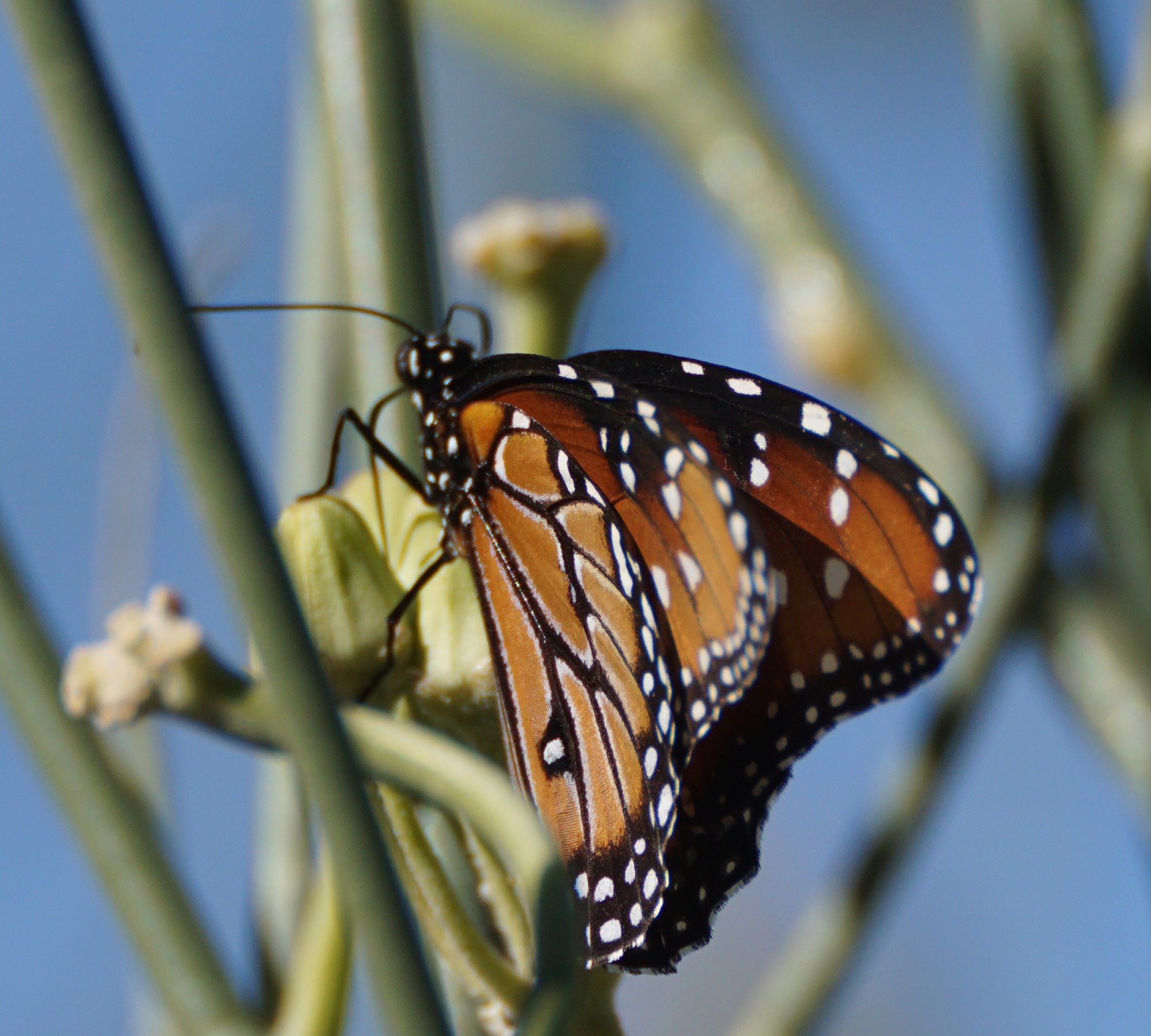 Queen Butterflies Grace the Grand Canal