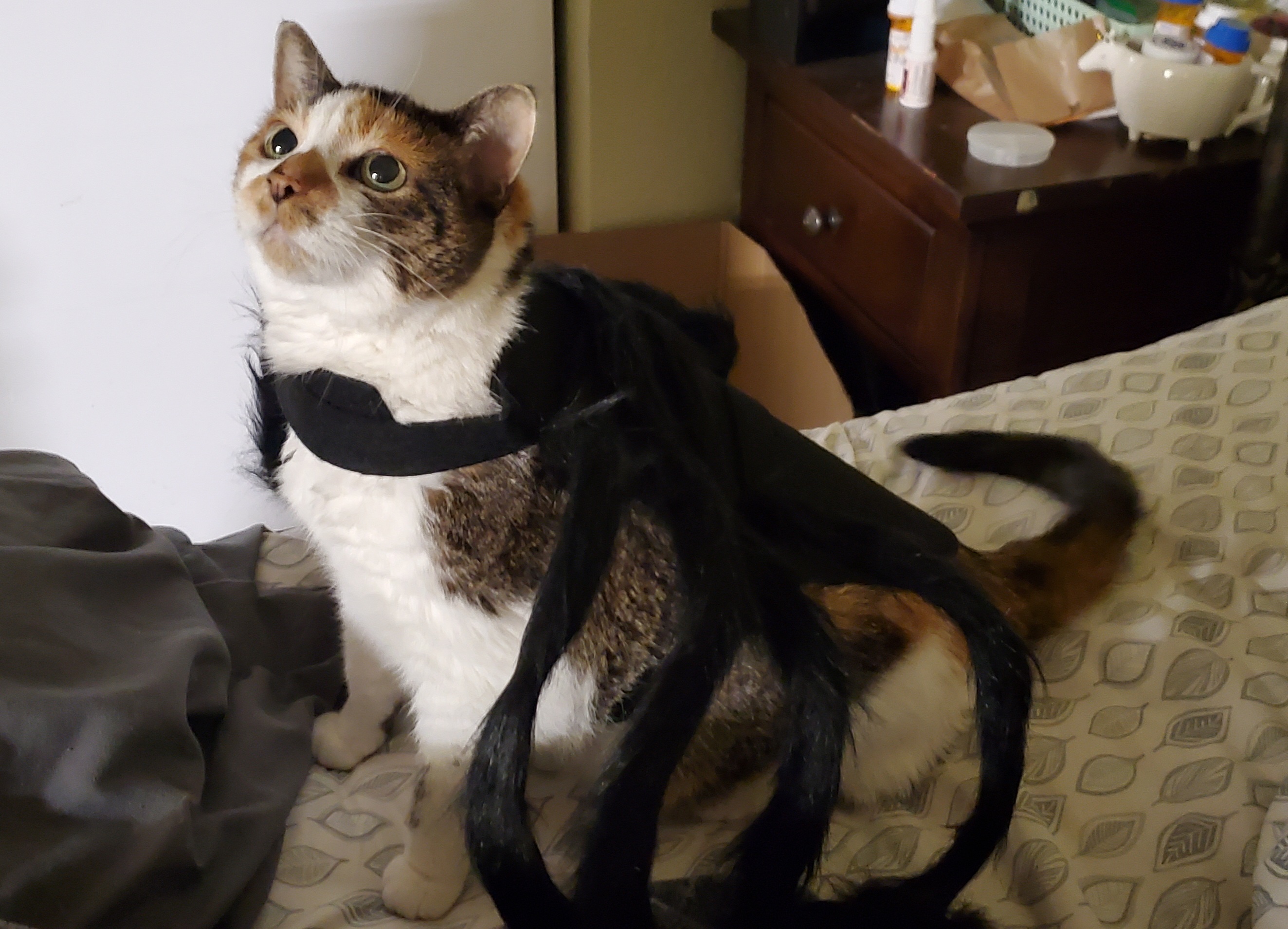 Look out! A spider has made its grand entrance!