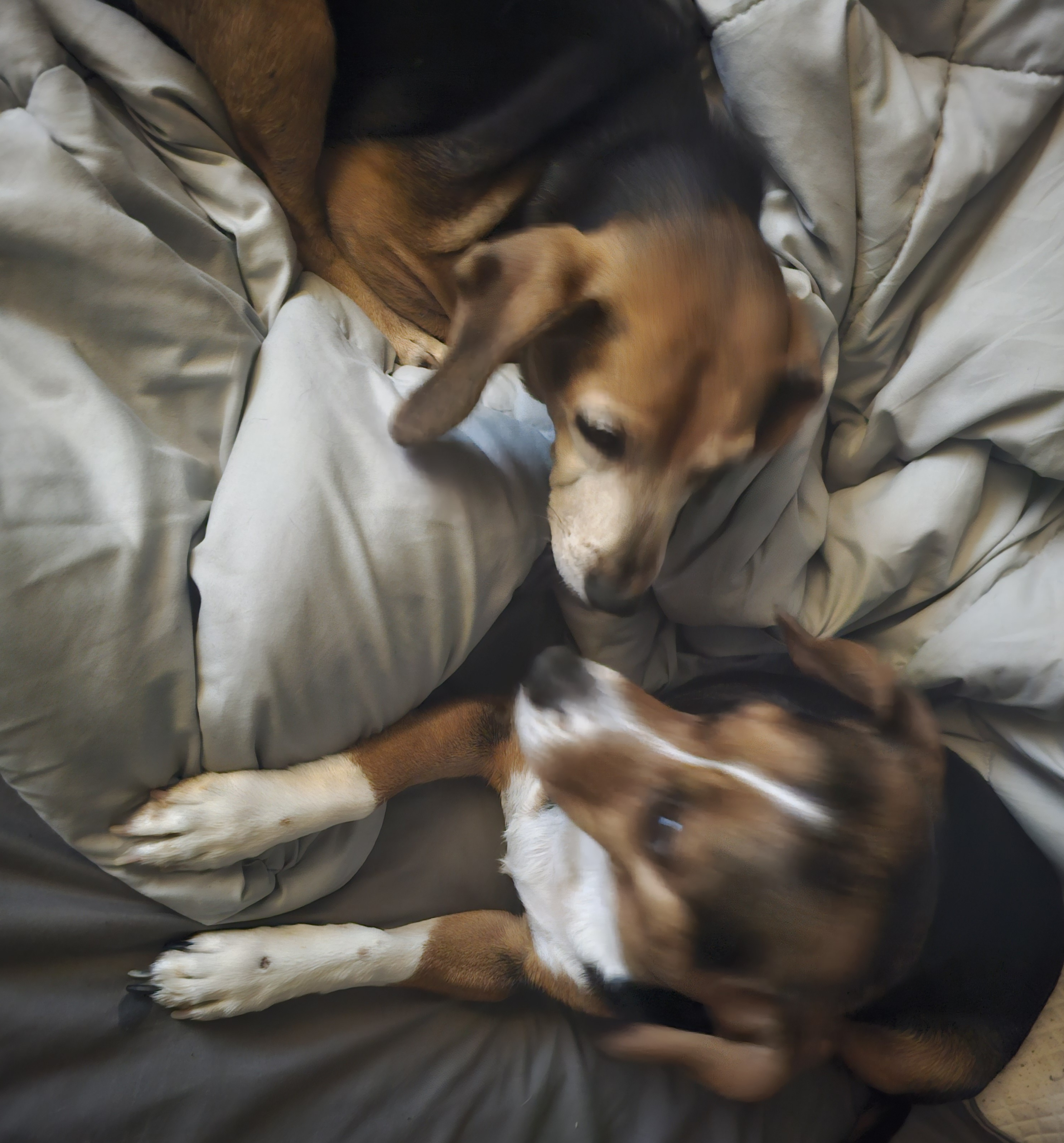 Sadie and Pepper: The Cutest Snuggle Buddies