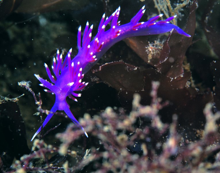 Fascinating facts about Nudibranchs