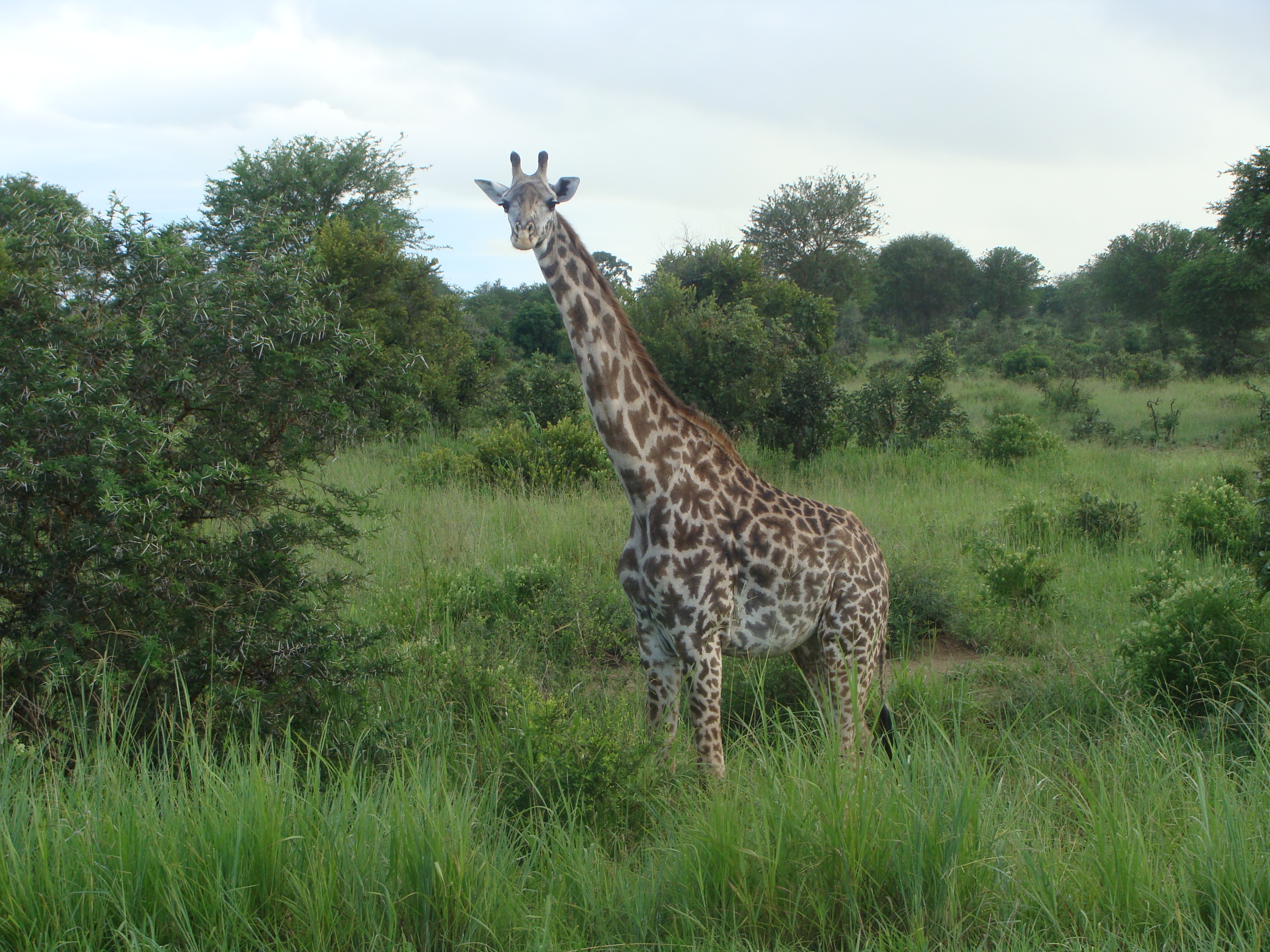 Majestic Giraffe in Tanzania