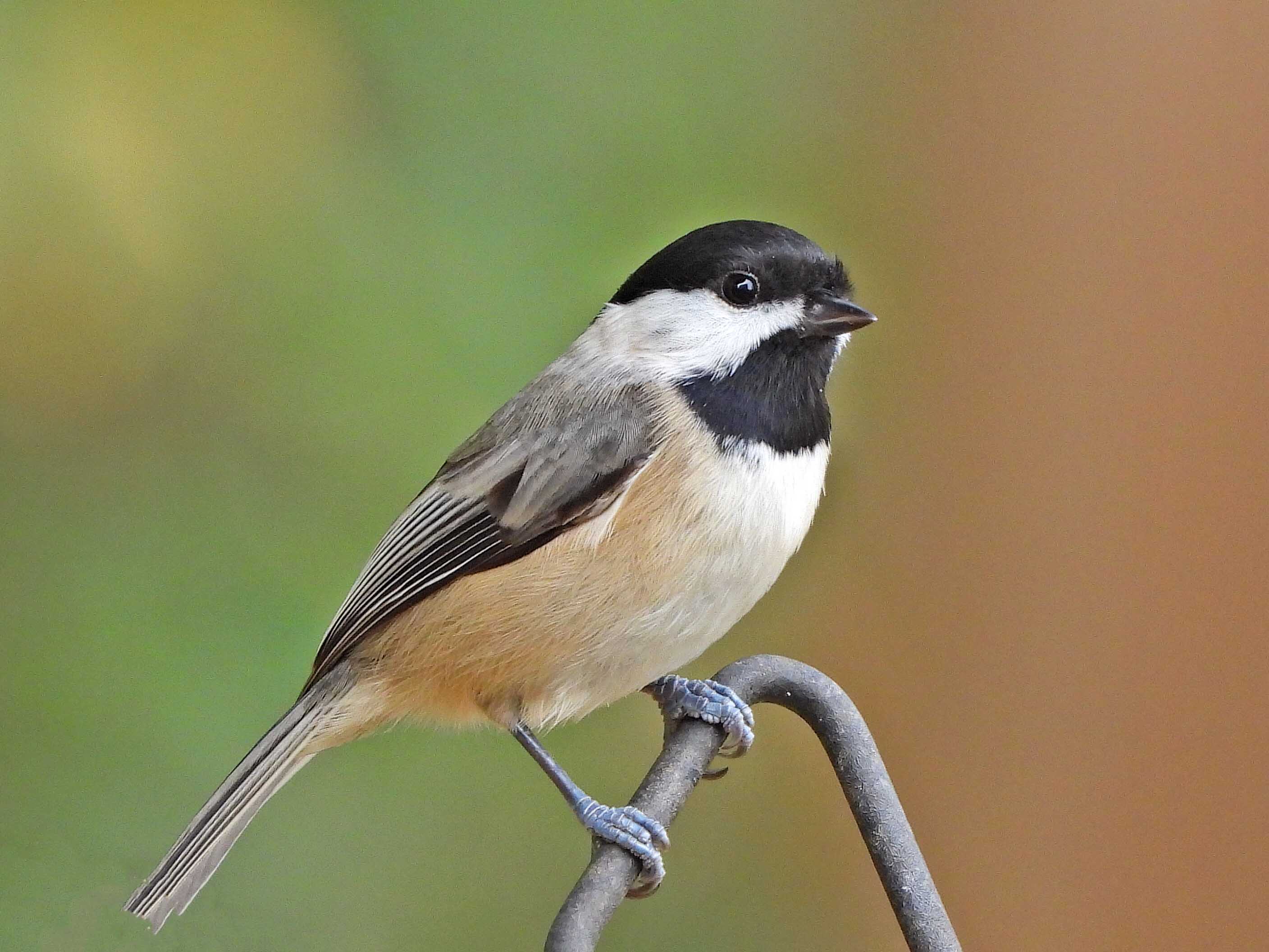 Meet the Feathered Friends of Summerville, SC: A Birdwatcher's Delight