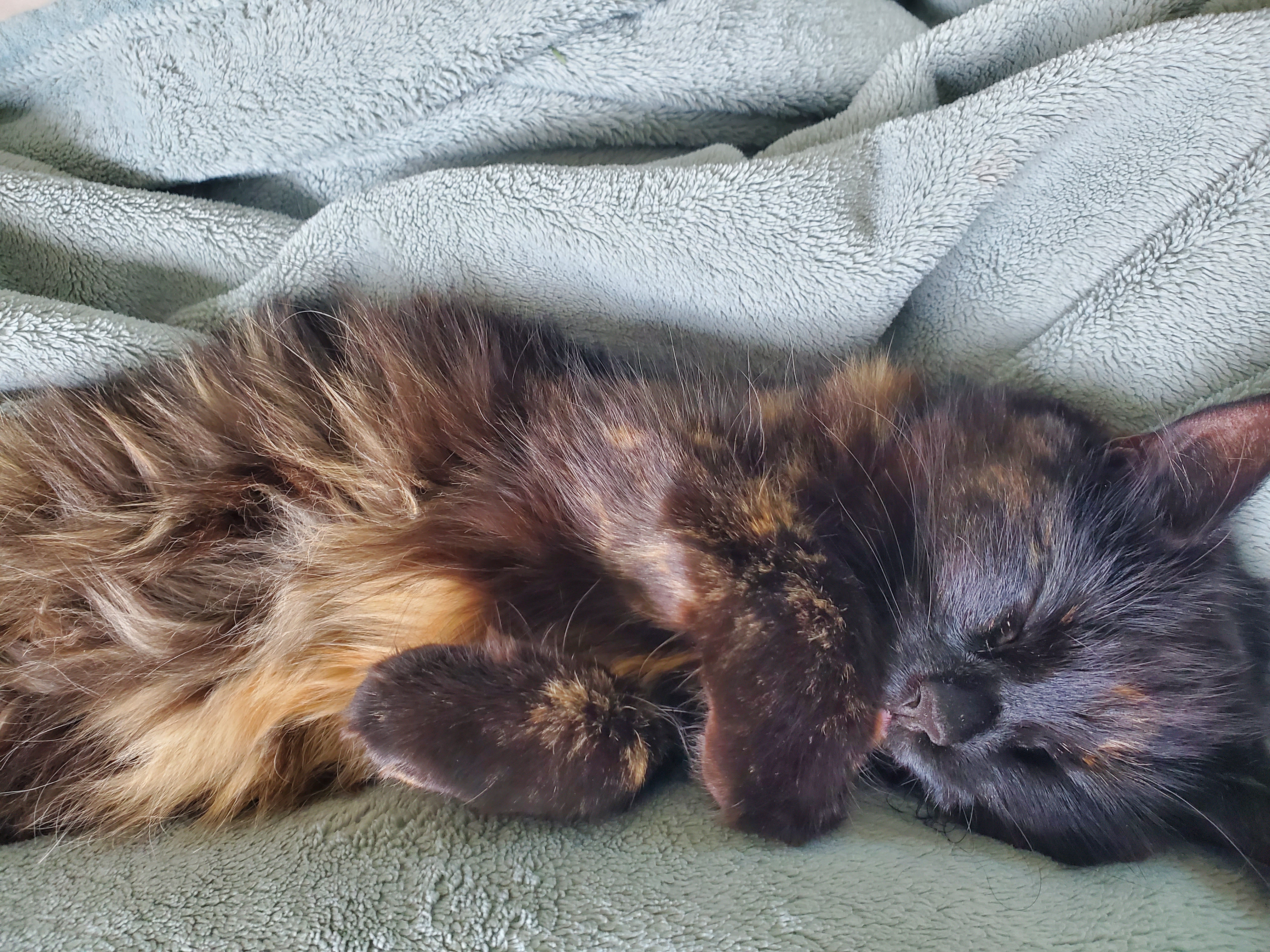 Meet My Adorable Kitty Starling!