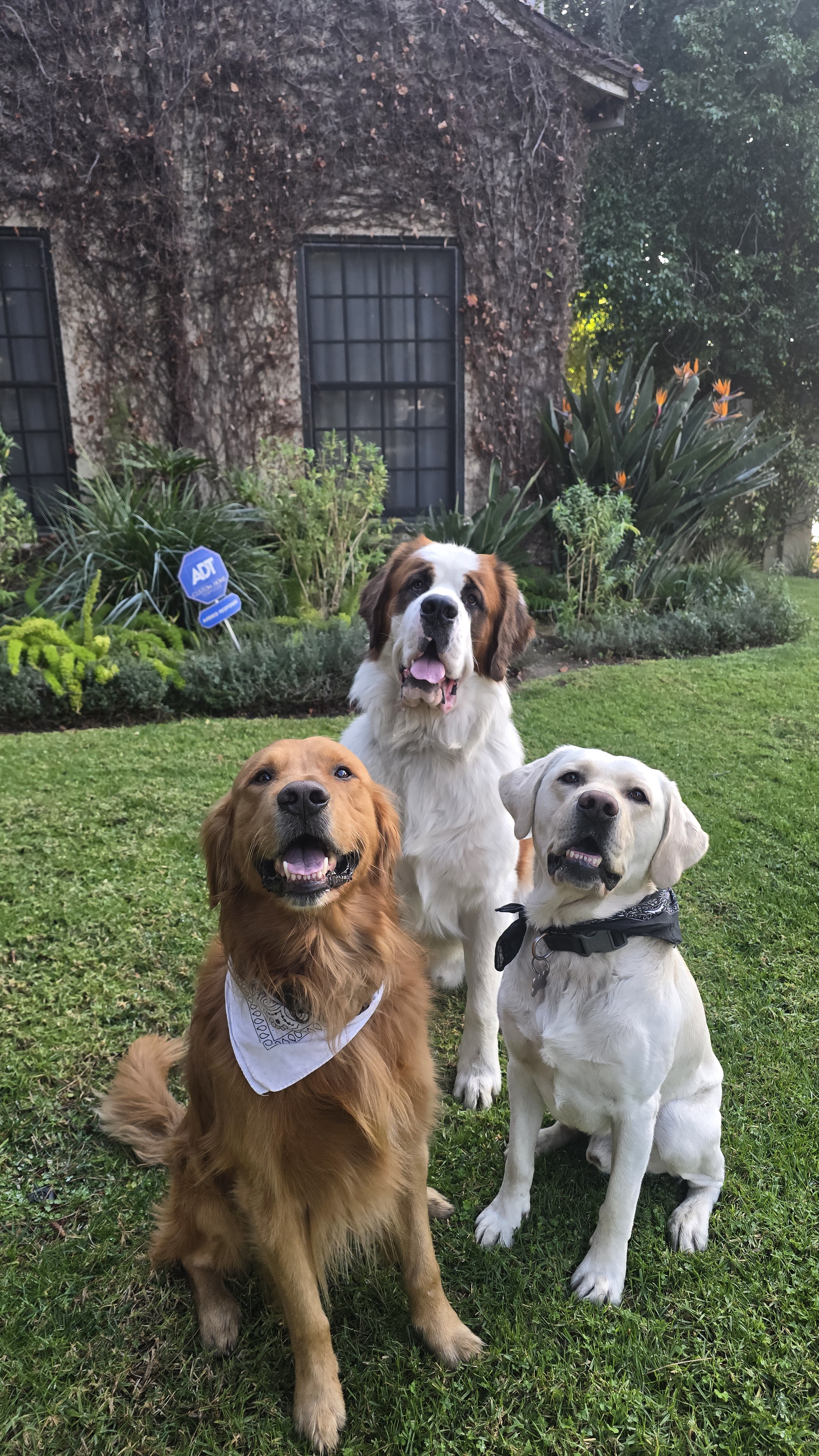 Meet Shadow, Chance, and Archie: The Dynamic Trio