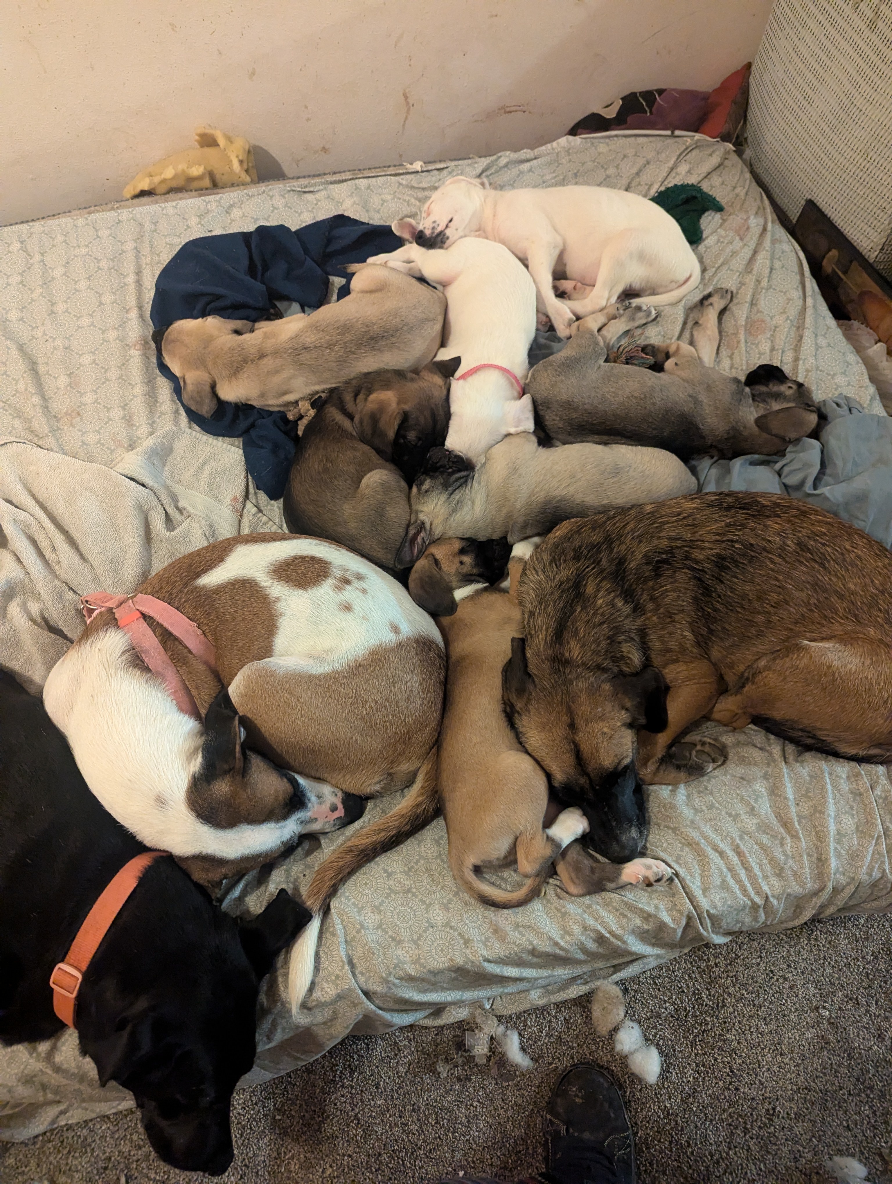 Heartbreaking Scene: A Mother Dog and Her Adorable Puppies