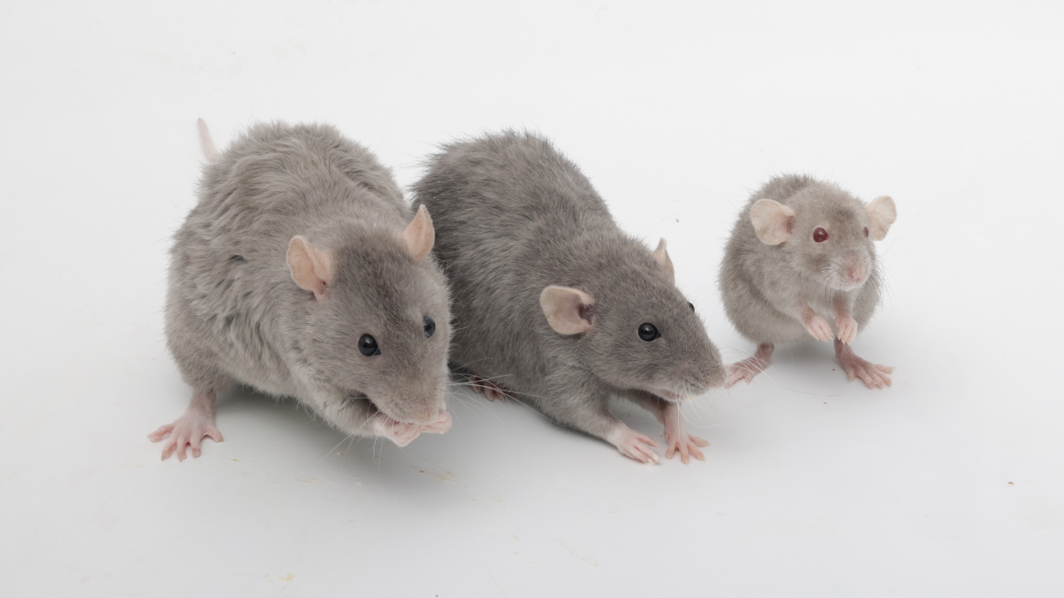 My adorable soot sprite rats are the cutest <3