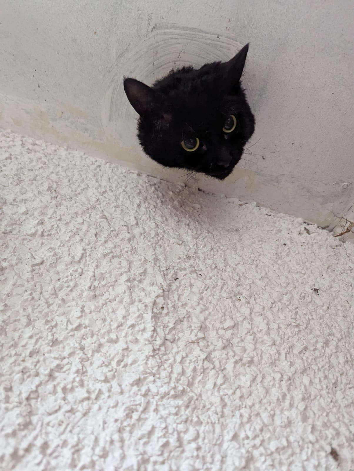 John the Cat's Daring Rescue from a Pipe
