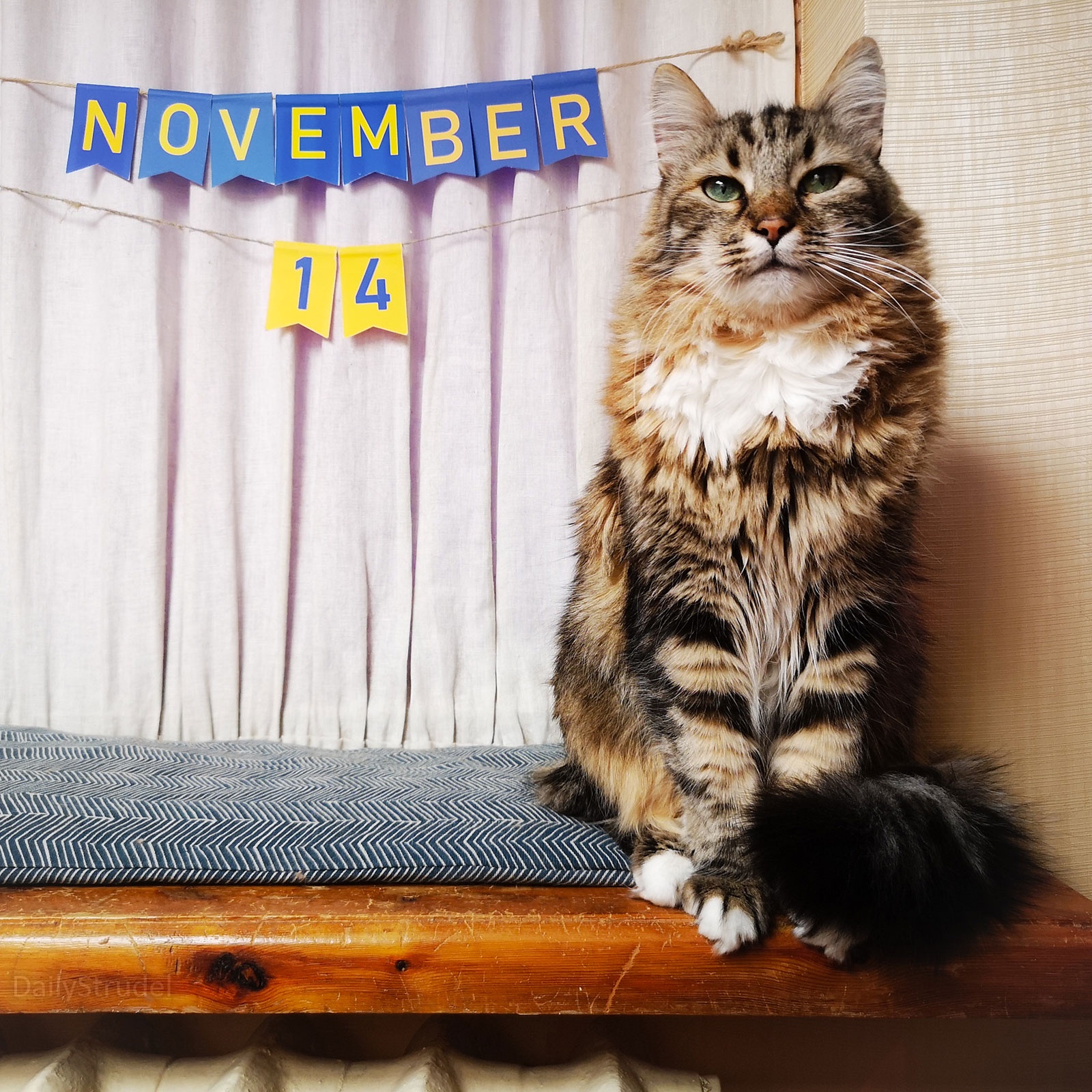 Mark Your Calendars: November 14