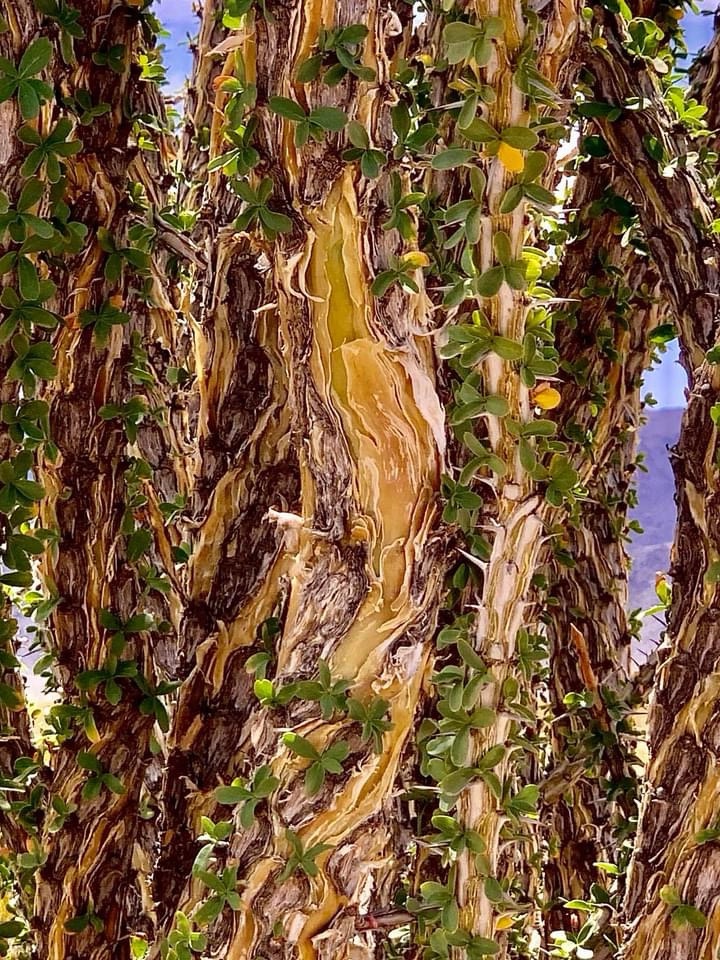 Nature's Beauty: The Magic of Vines