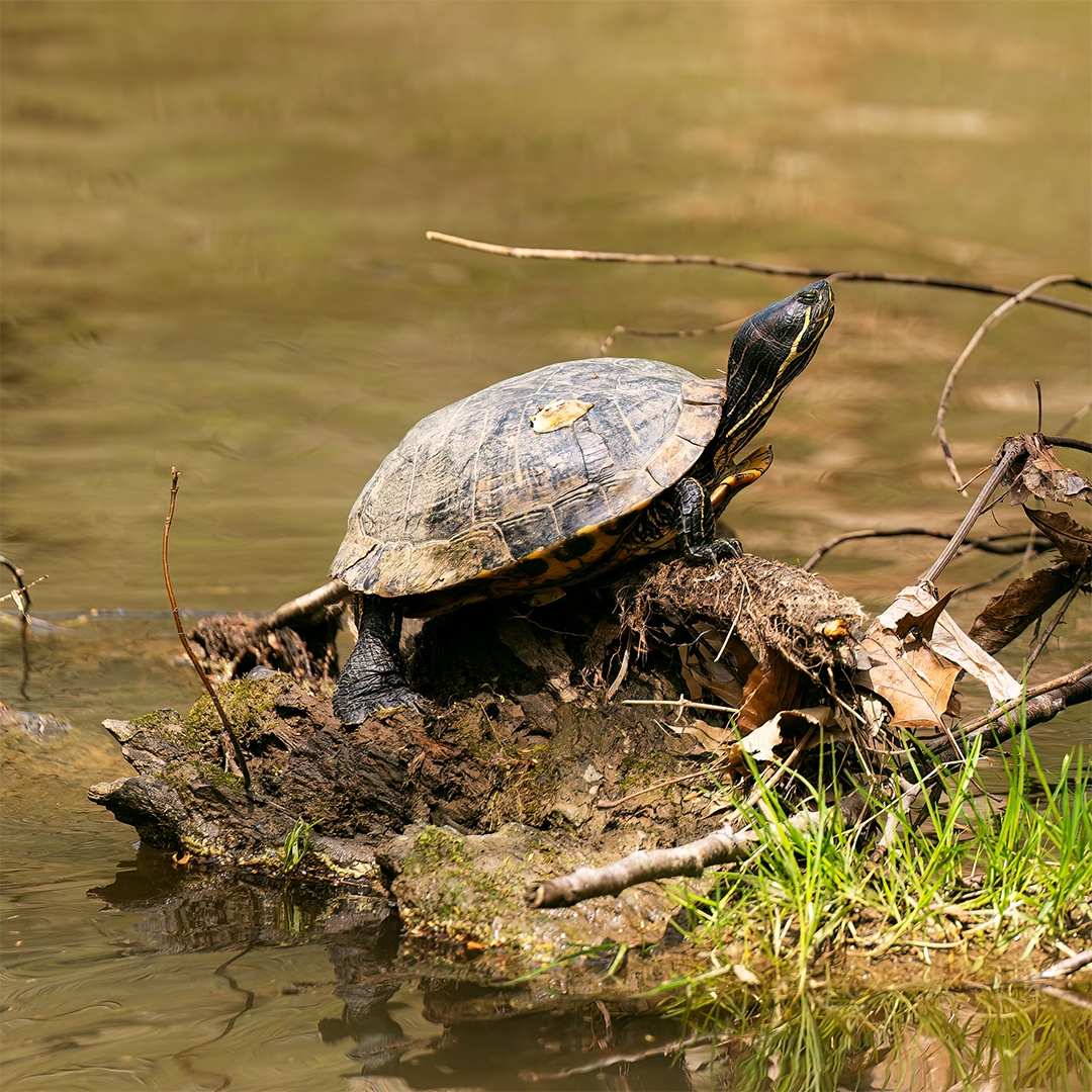 Just a Casual Turtle Being Awesome