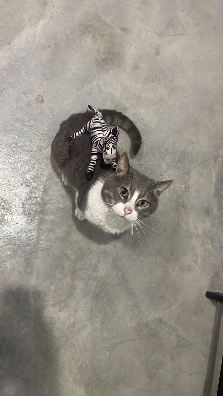 Meet the Adorable Cat and His Zebra Twin!
