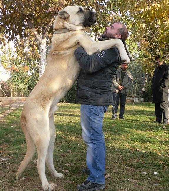 Meet the Majestic Turkish Boz Shepherd Dog