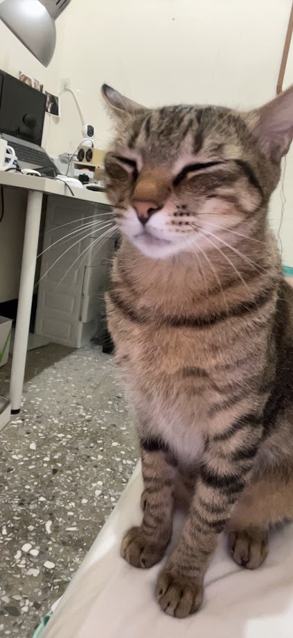 The Feline Chronicles: Another Cat Adventure