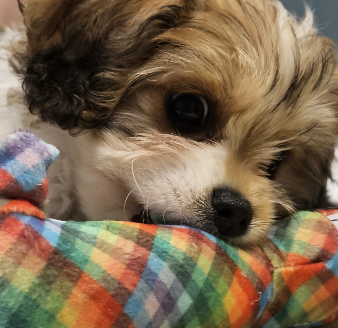 Celebrating Cake Day with Marbie, the Goodest Dog!