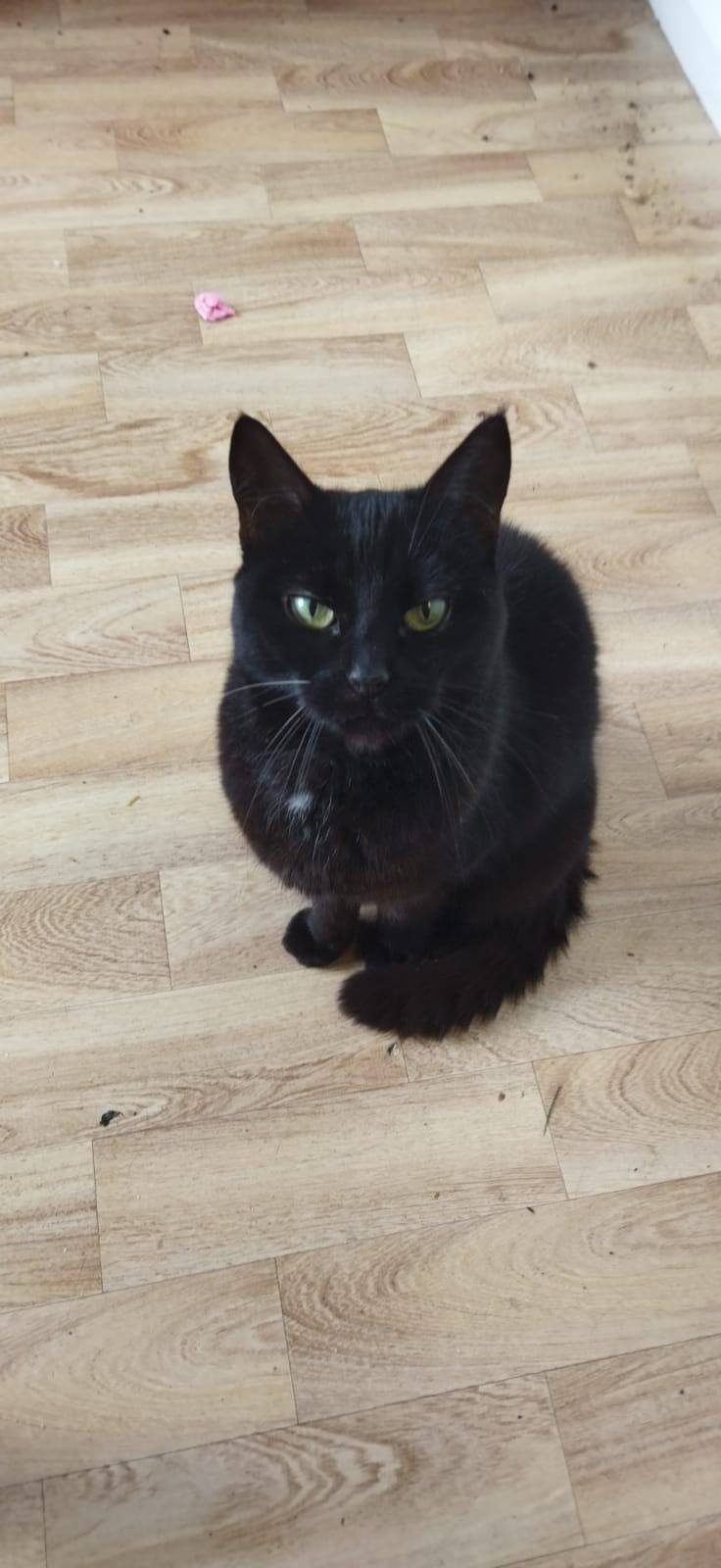 Adorable snapshot of Bob stealing hearts