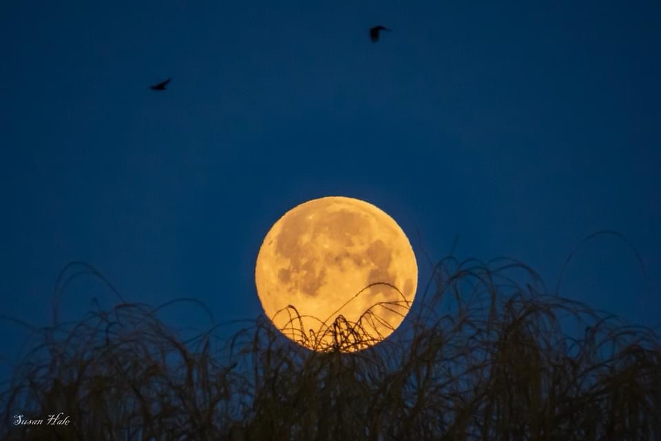 The Enchanting Glow of a Full Moon