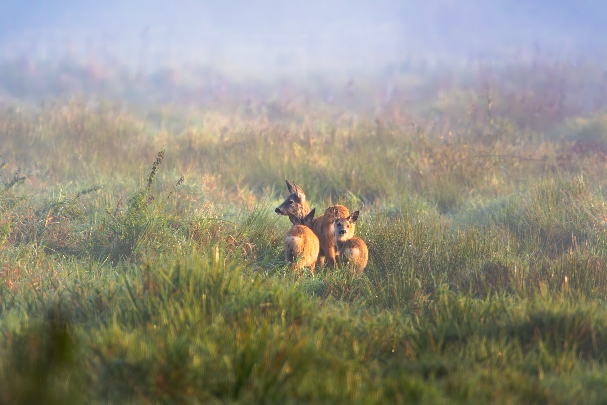 A Serene Morning Encounter with Deer in the Mist