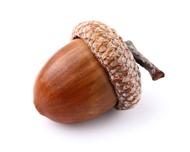 Acorn is our champion!