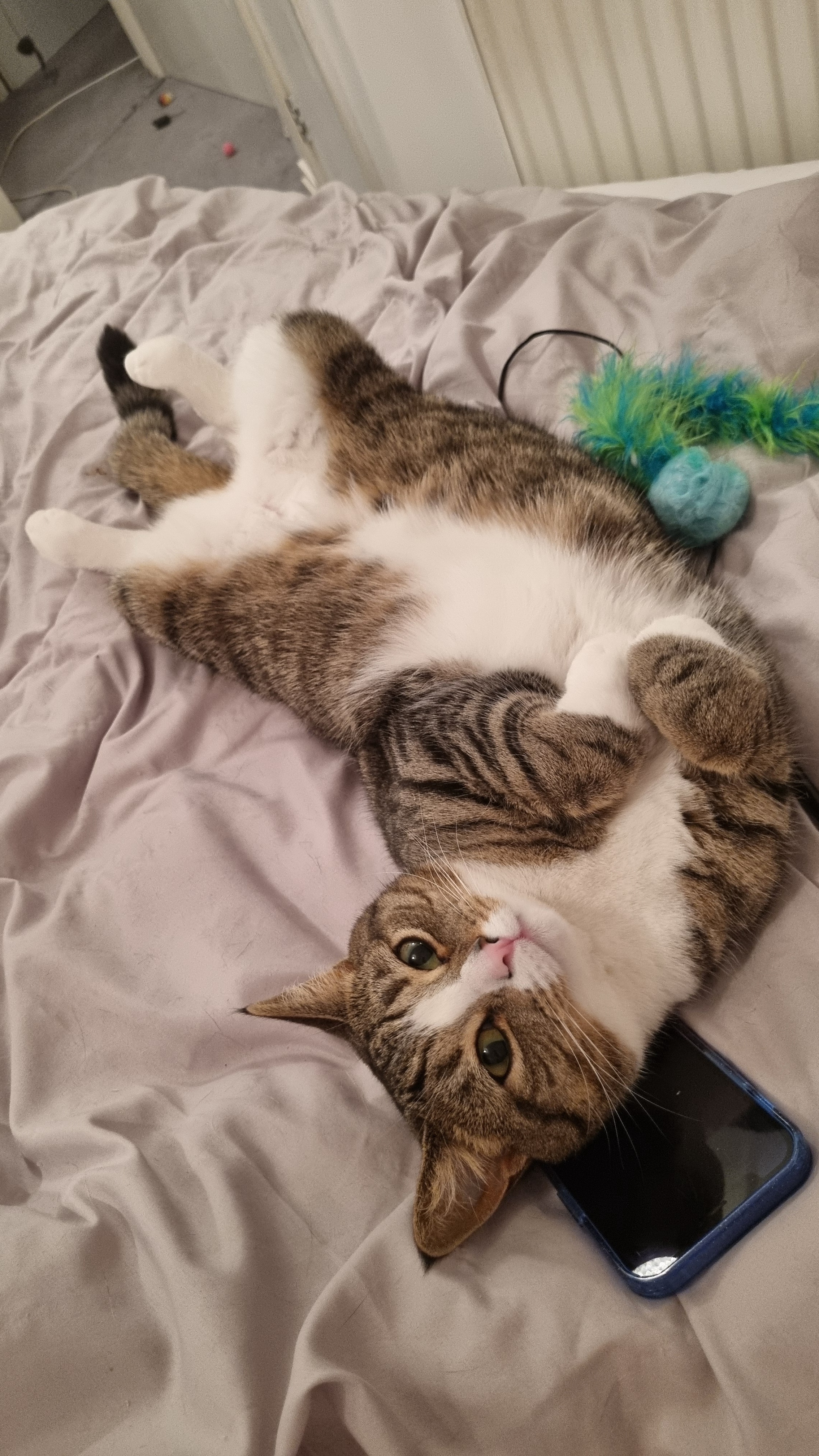 Meet Frankie: The Star of the Show