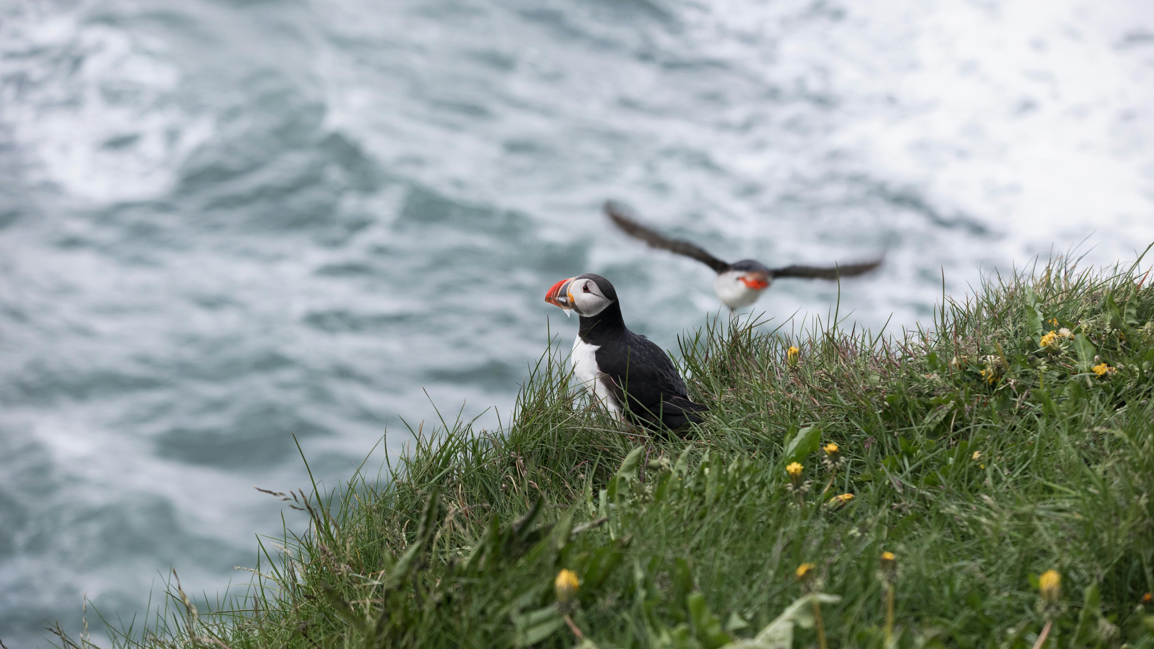 Puffins Perched Majestically on the Cliffs