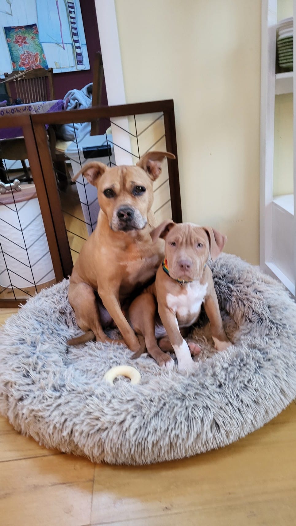 Big Sister Puppers Joyfully Welcomes Little Sister Puppers