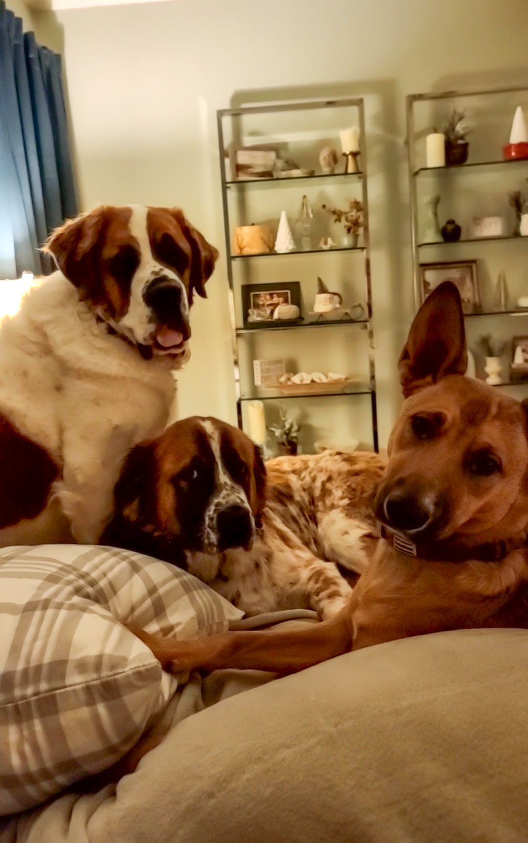 A Beautiful Sunrise with a Puppy Guarding the Last Stuffed Animal from Saffi