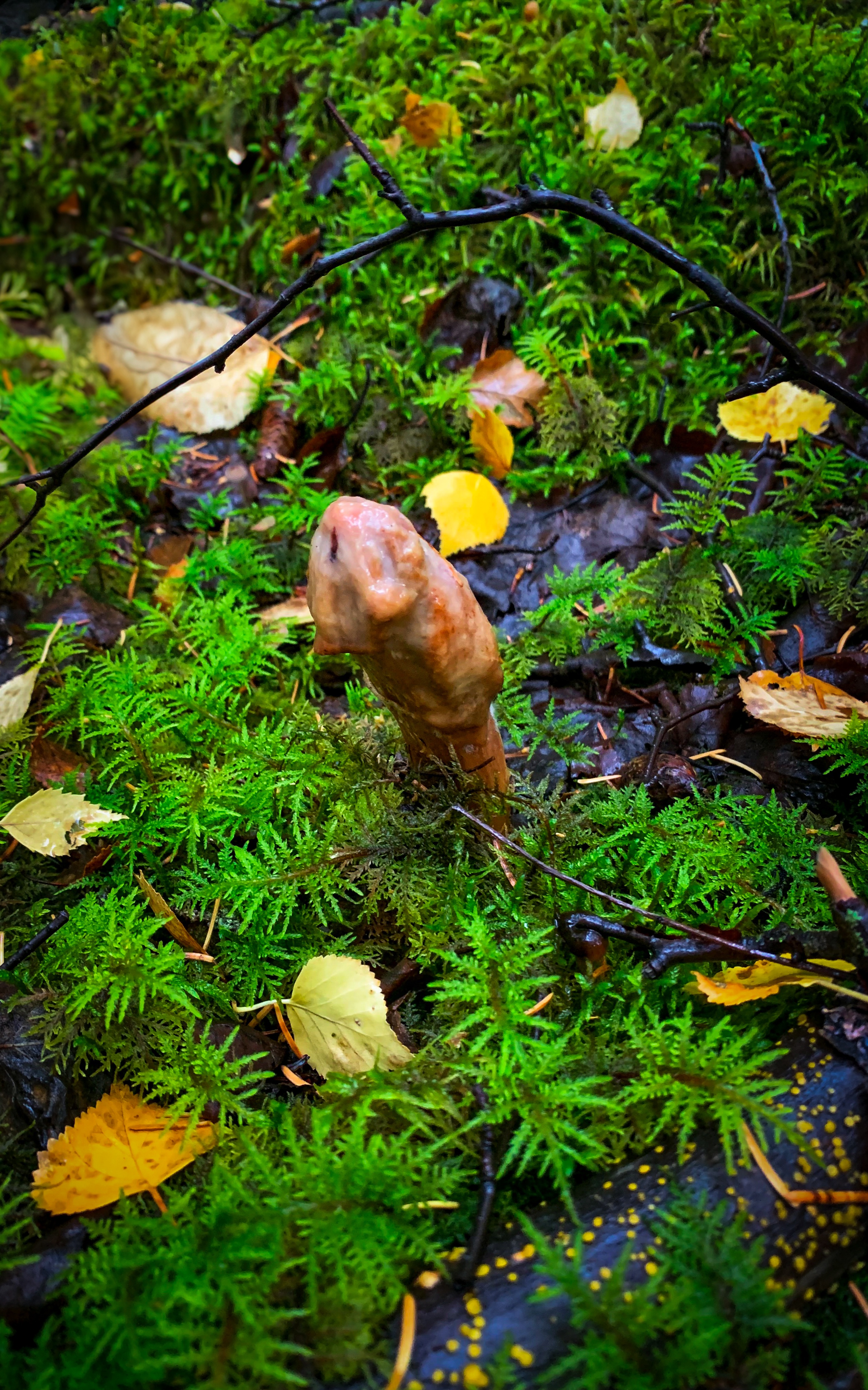 Mushrooms Everywhere!