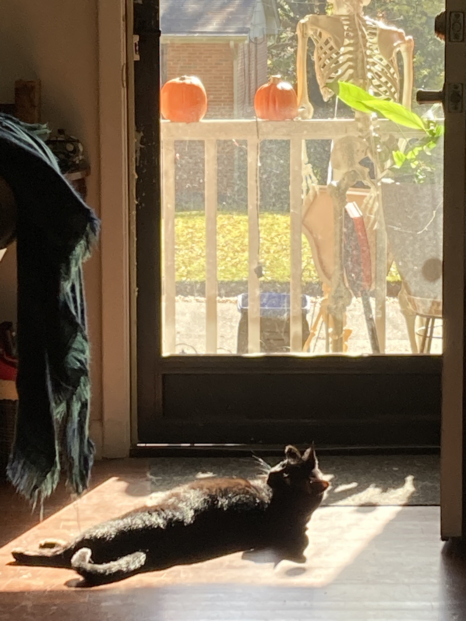 Poe Relishing the Warm Sunshine