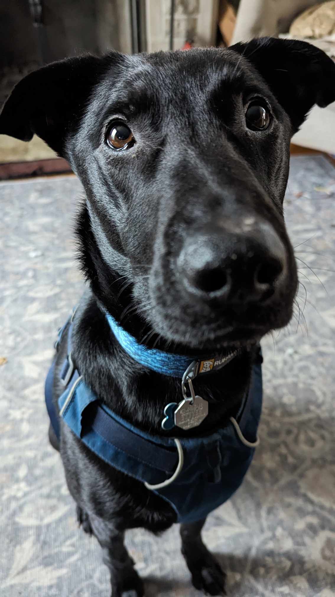 Meet Trevor, Our 4-Year-Old Superstar