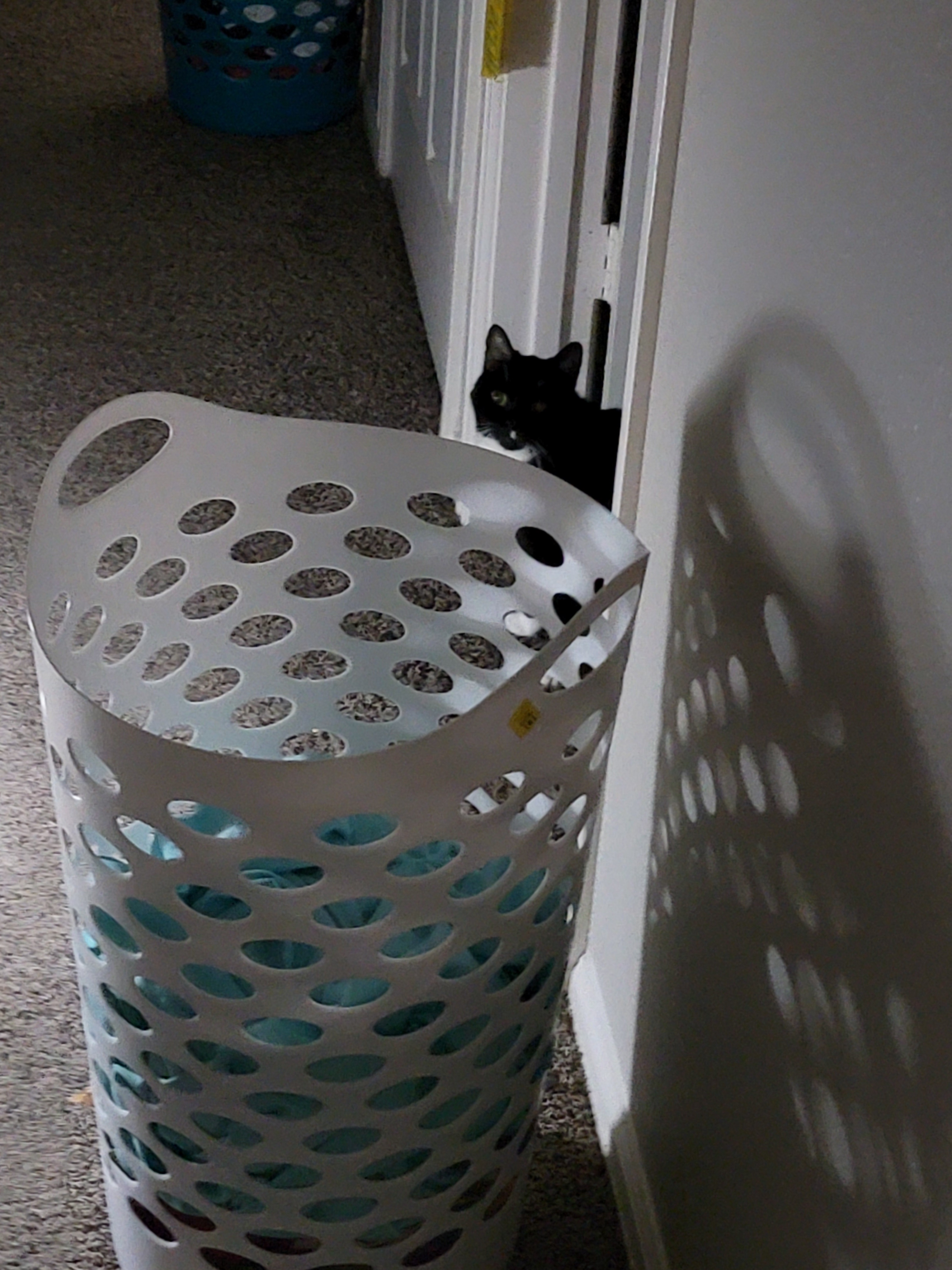 Daily Cat Chronicles: #1265