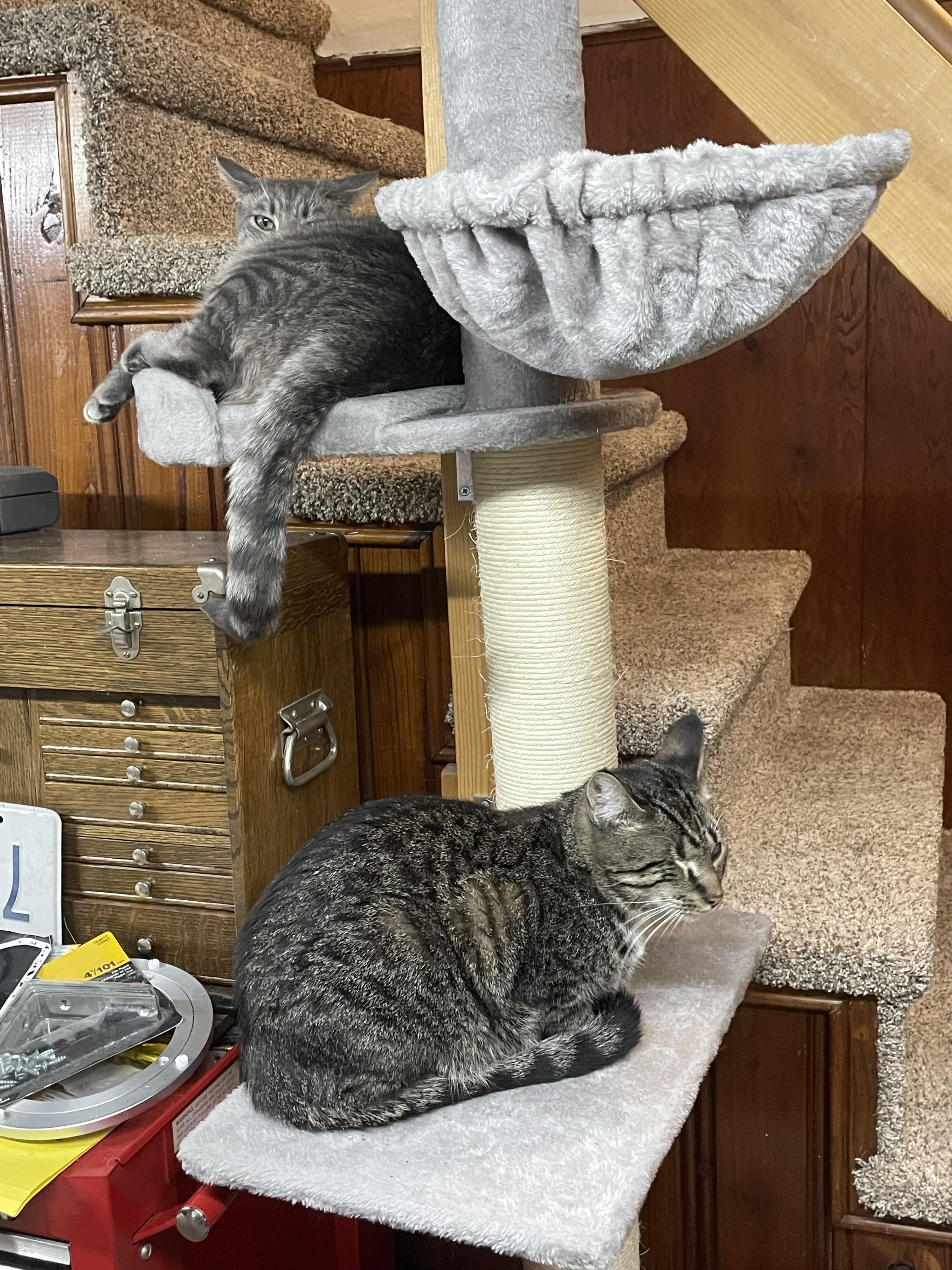 It's Caterday! My furry friends have discovered the cat tree in the basement shop.