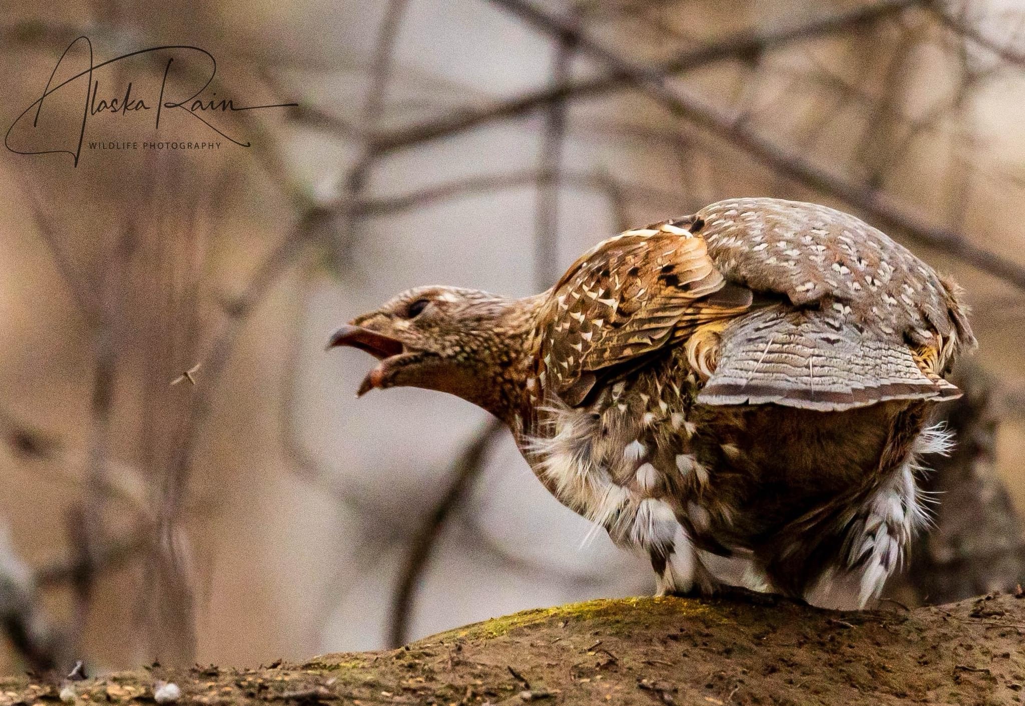 The Epic Showdown: Mosquito vs. Grouse