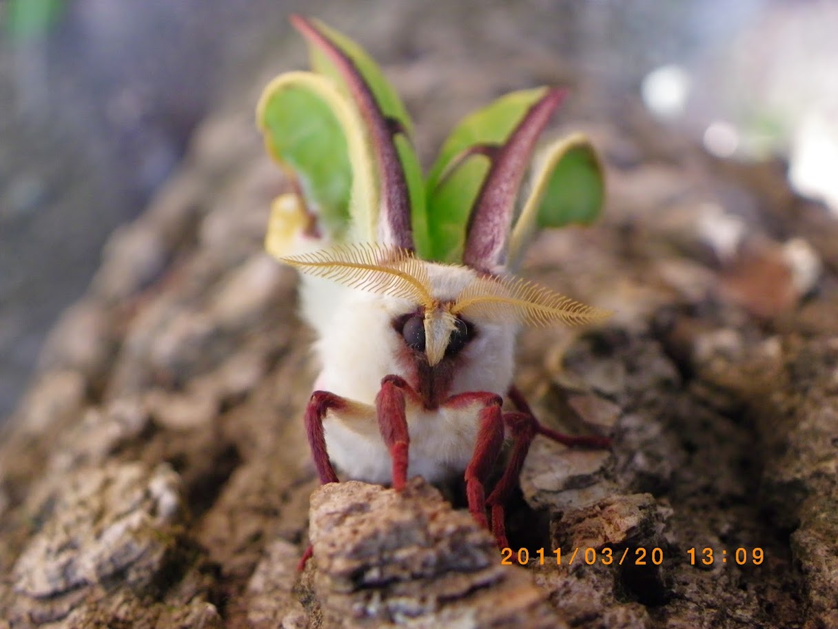 The Enigmatic Lunar Moth: Nature's Nighttime Wonder