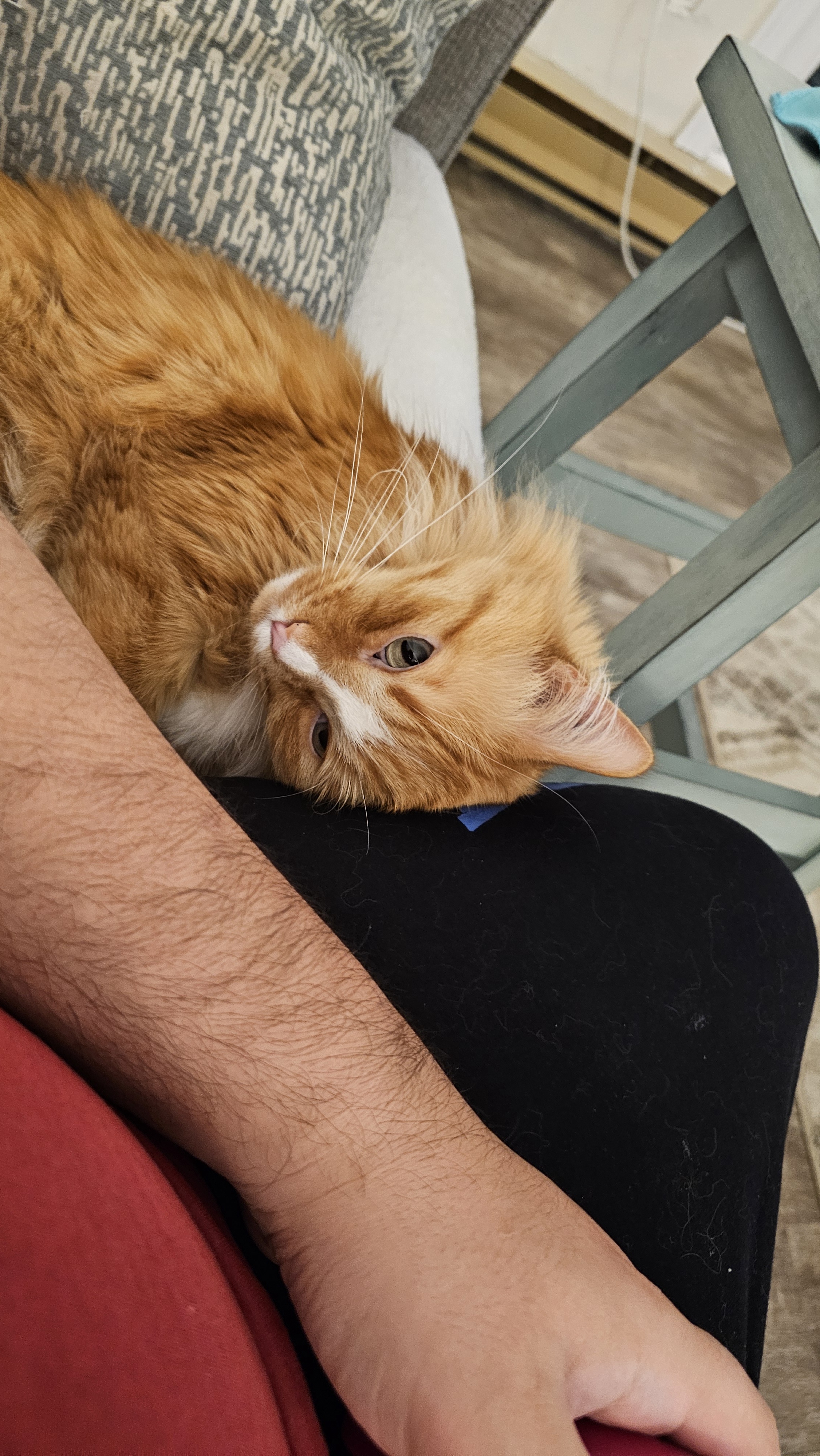 It's My Cake Day! Celebrate with Adorable Pet Photos!