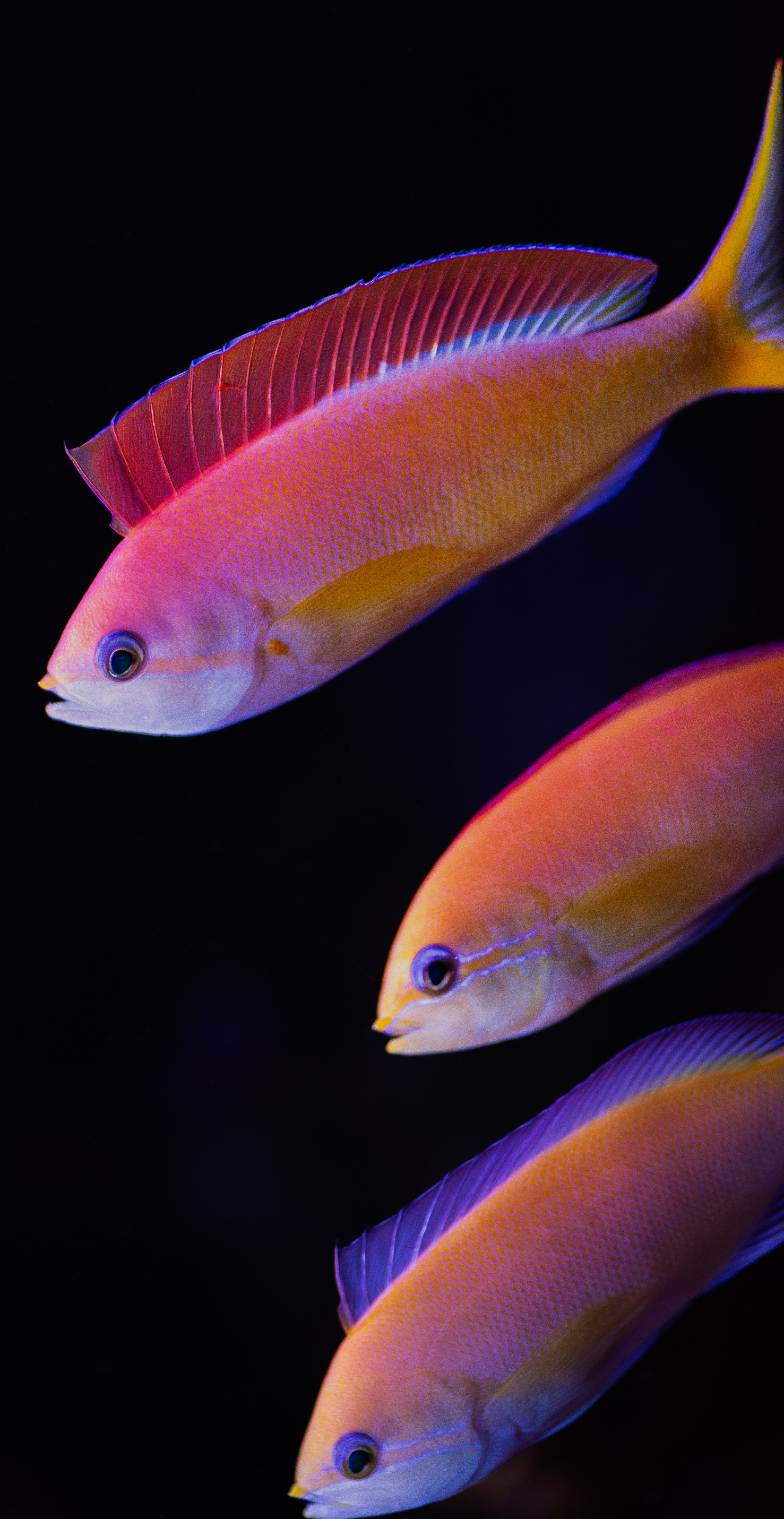 My Attempt at Creating Fish-Themed Wallpaper
