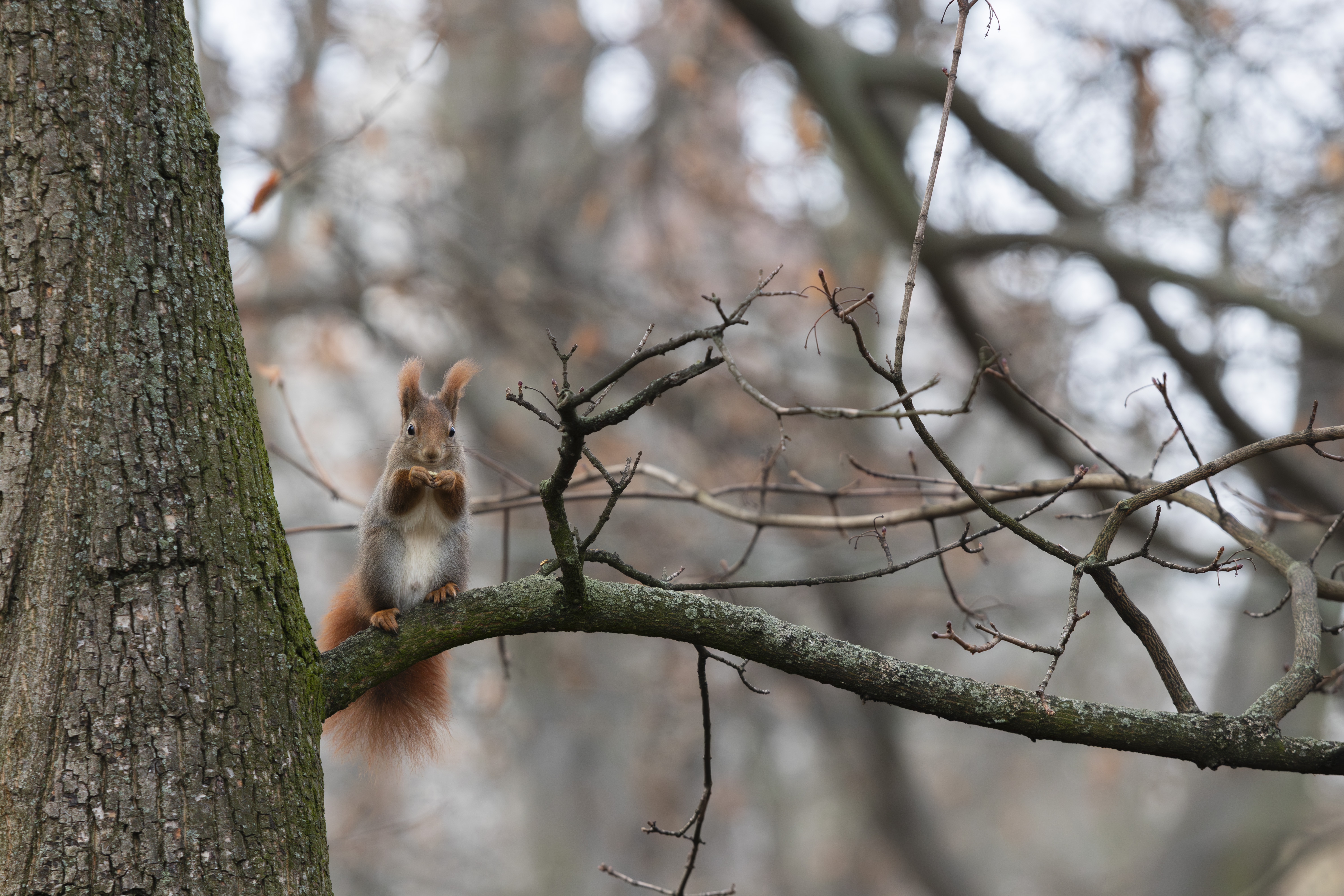 Meet the adorable Little Fella