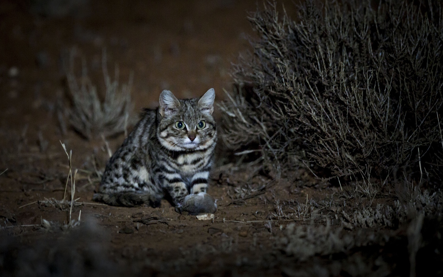 Meet the World's Most Dangerous Feline: The Black-Footed Cat!