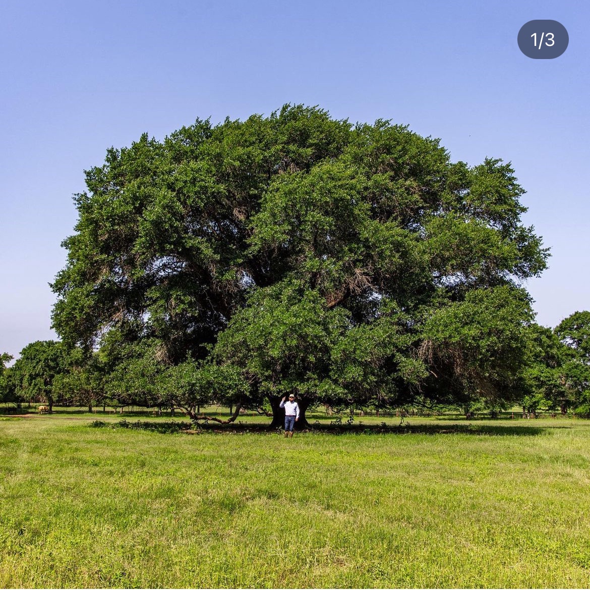 A Majestic Tree Standing Tall