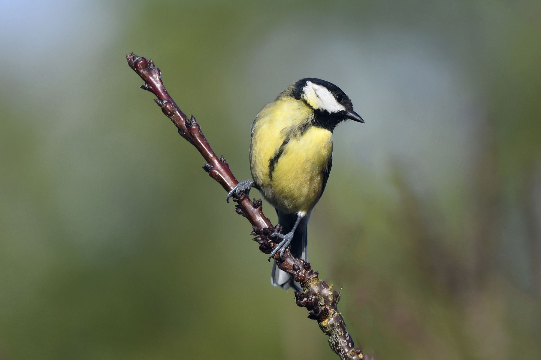 Mésange Charbonnière: A French Delight from Vienne
