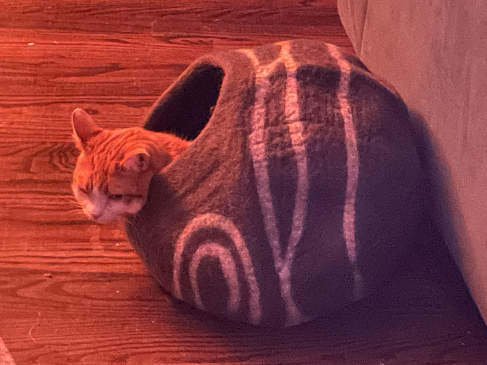 Meet Our Adorable Foster Pets: Join Us in Making a Difference