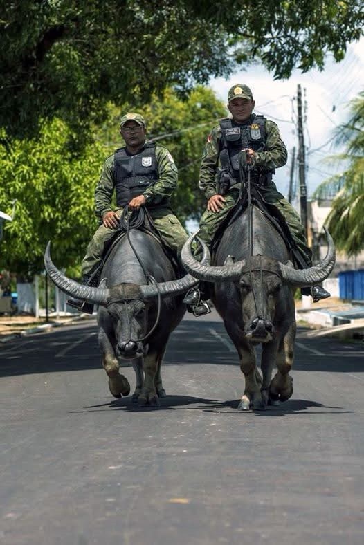Military Police on Water Buffaloes: A Unique Patrol in Brazil