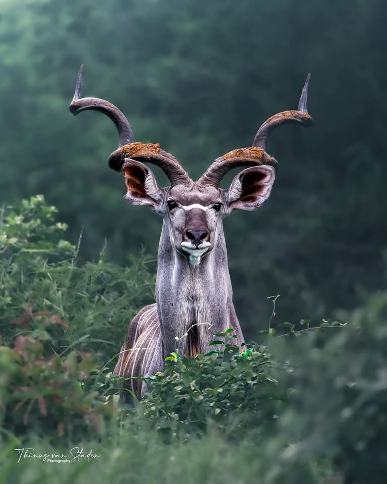 Celebrating My Cake Day with Favorite African Photos
