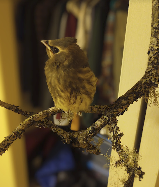 The Journey of a Cedar Waxwing Fledgling